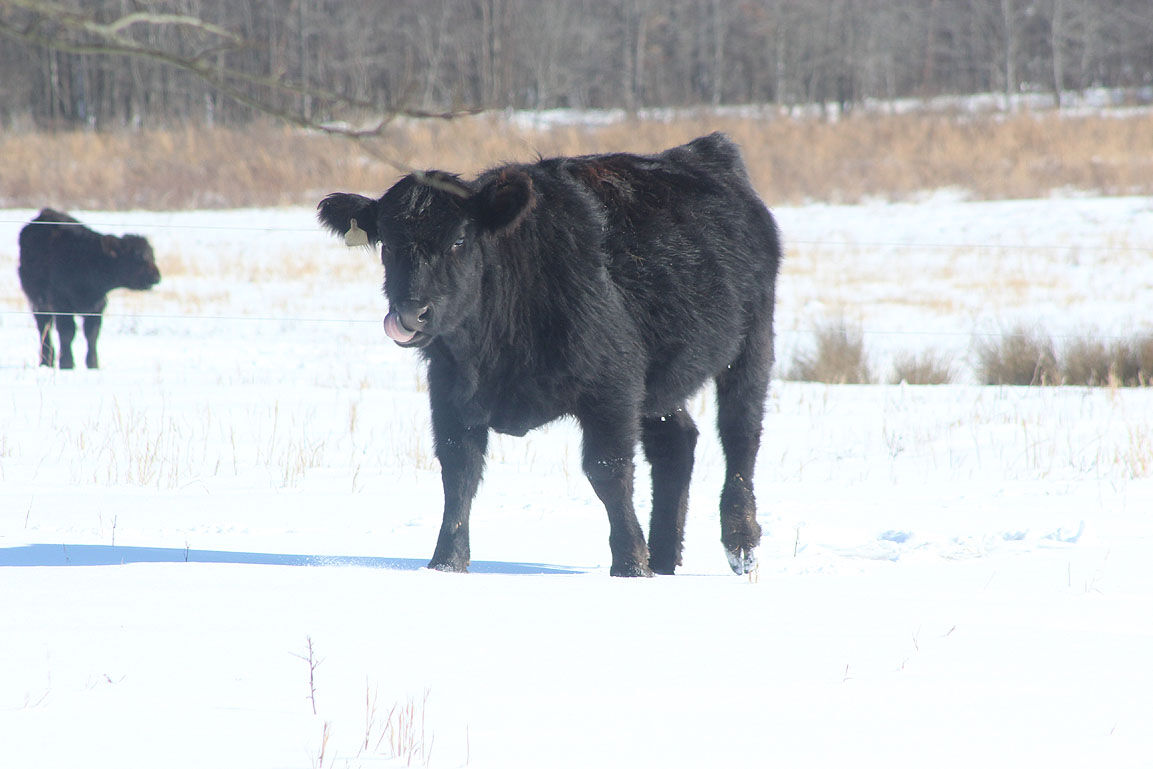 Plows and cows